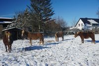 Pferde im Winterurlaub